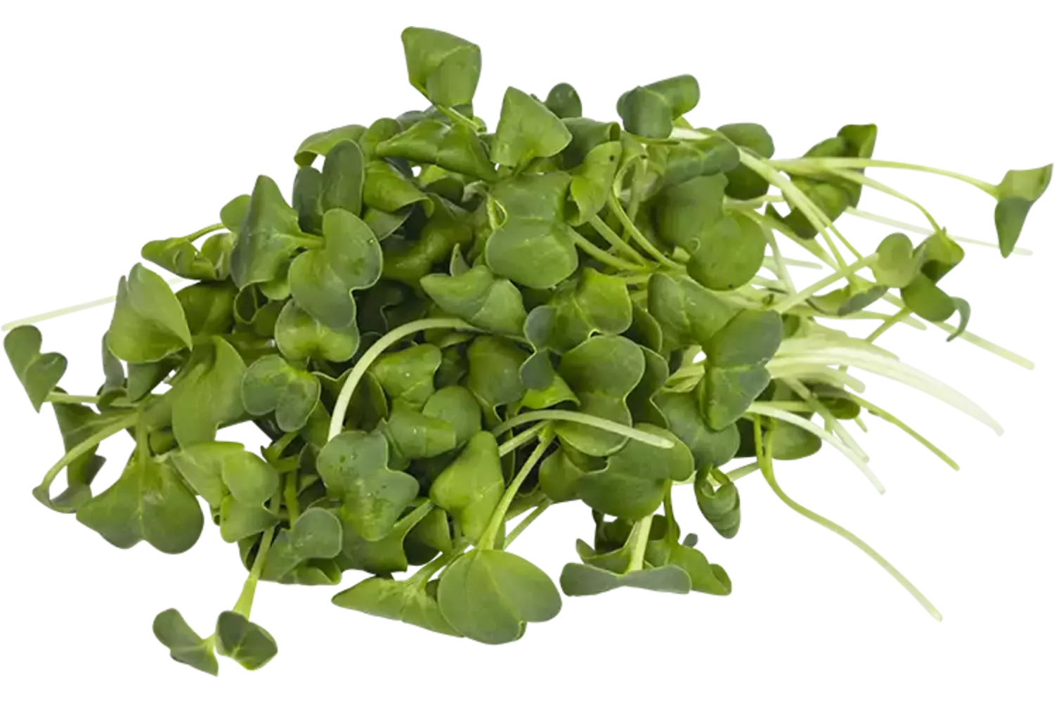 Radijs cress 50gr stuk